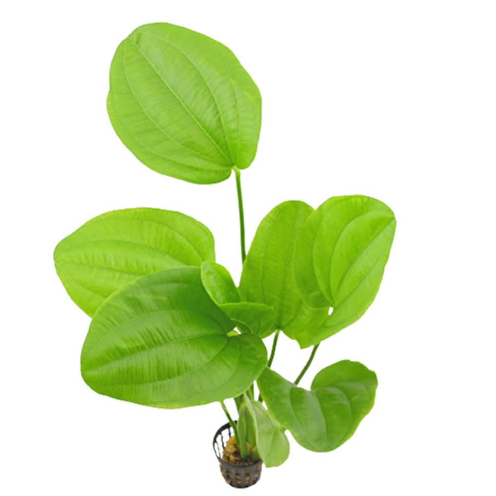 Radican Sword (Echinodorus Cordifolius)