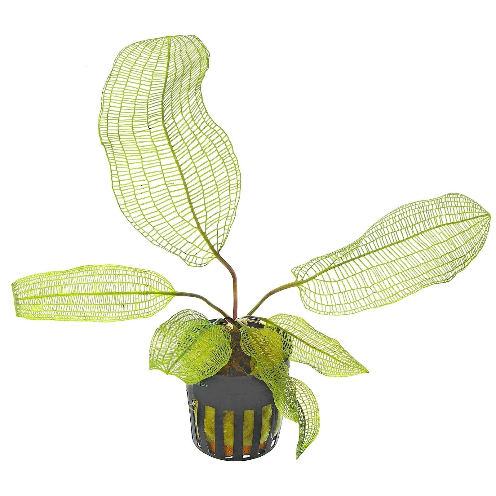 Madagascar Lace (Aponogeton madagascariensis)