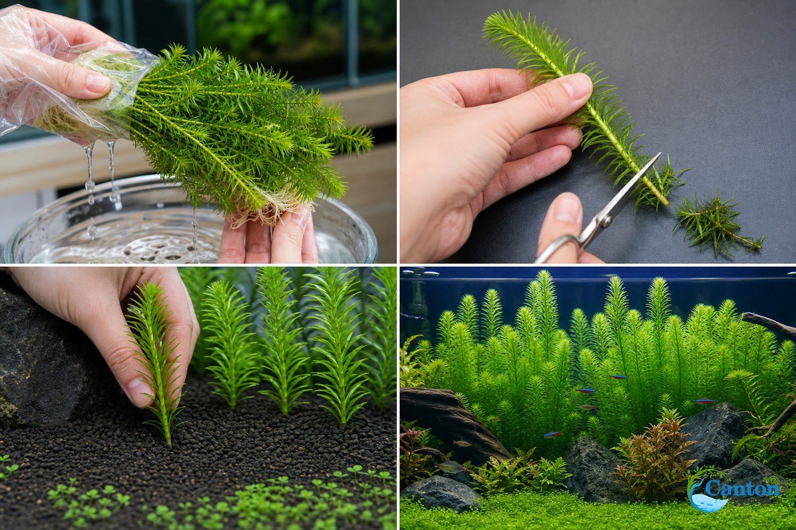 Limnophila Hippuridoides