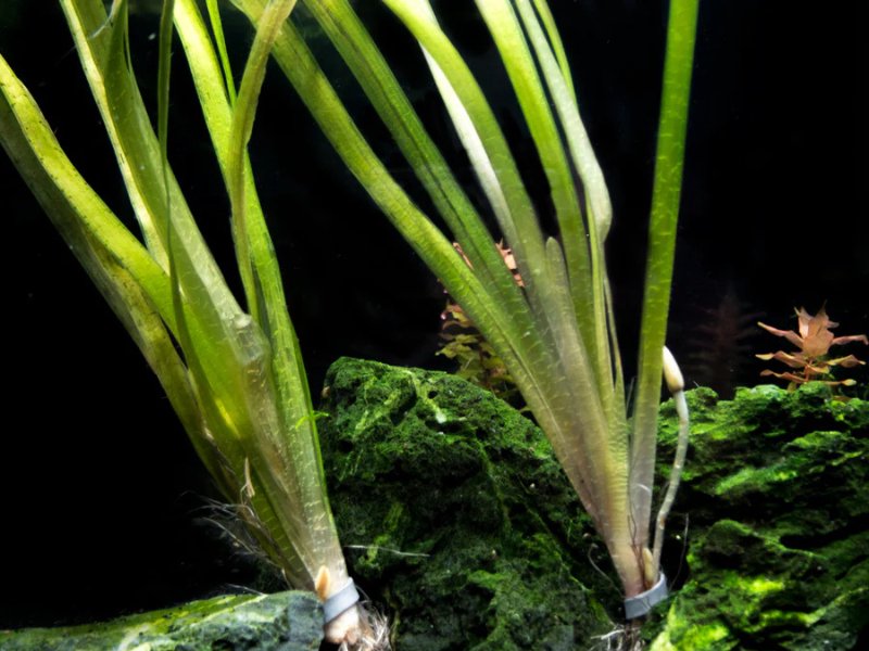 6 Plant Pack Jungle Vallisneria Americana