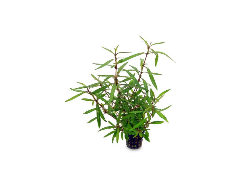 Hygro Araguaia (Hygrophila Araguaia)