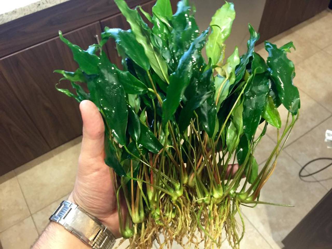 Anubias Minima Bare Root