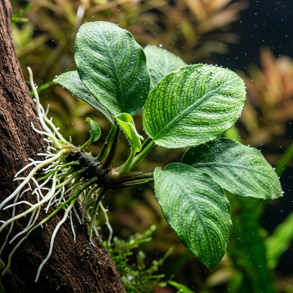 3 Anubias Aquatic Plants Bundle Small 1-3 Inches