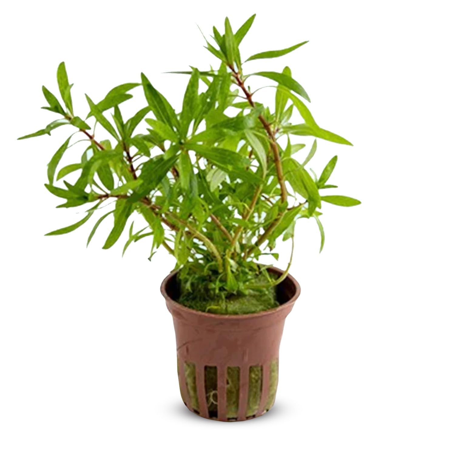 Ludwigia Inclinata RedCuba