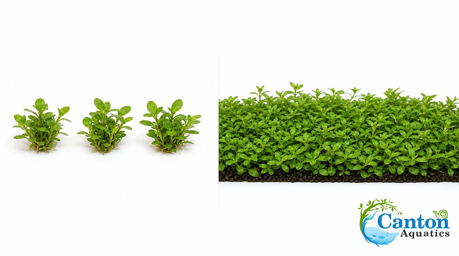 Staurogyne S Repens