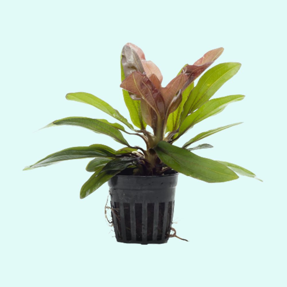 Amazon Sword Echinodorus Red Rose