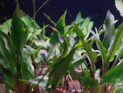 Cryptocoryne Crypt Lutea