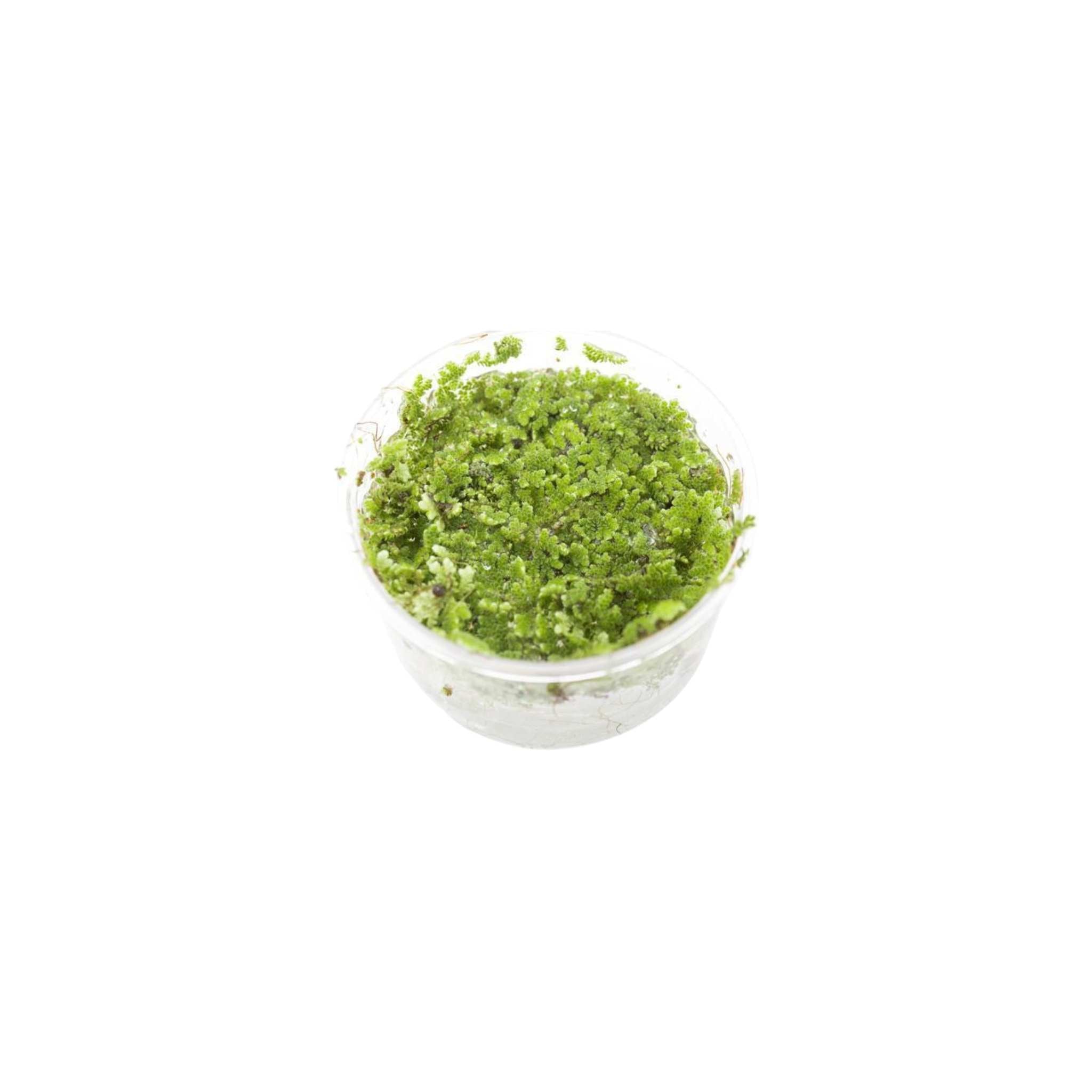 Azolla Filiculoides "Fairy Moss"