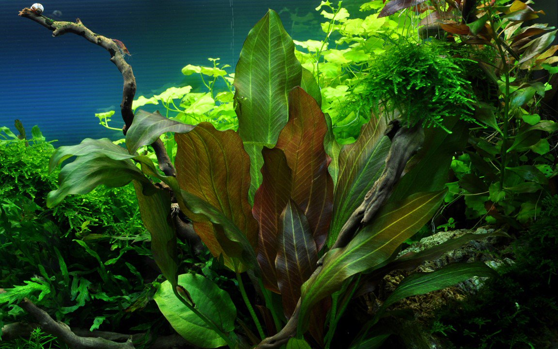 Amazon Sword Echinodorus 'Reni'