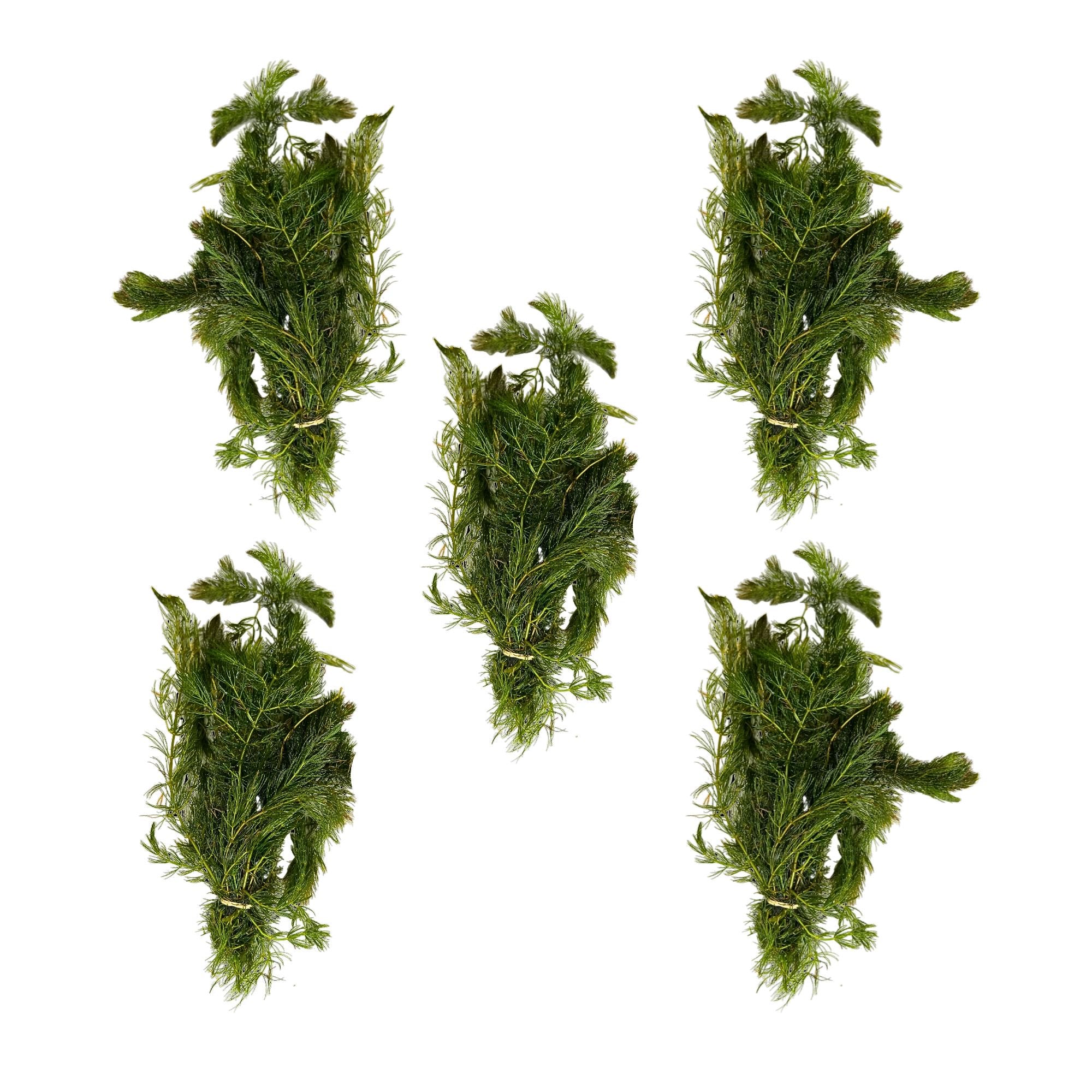 Anacharis and Hornwort Bundle