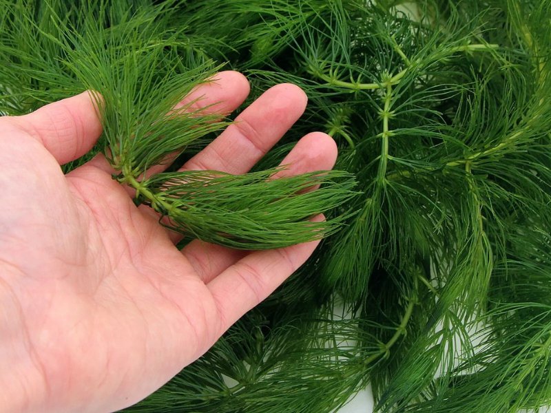 Hornwort Bunch