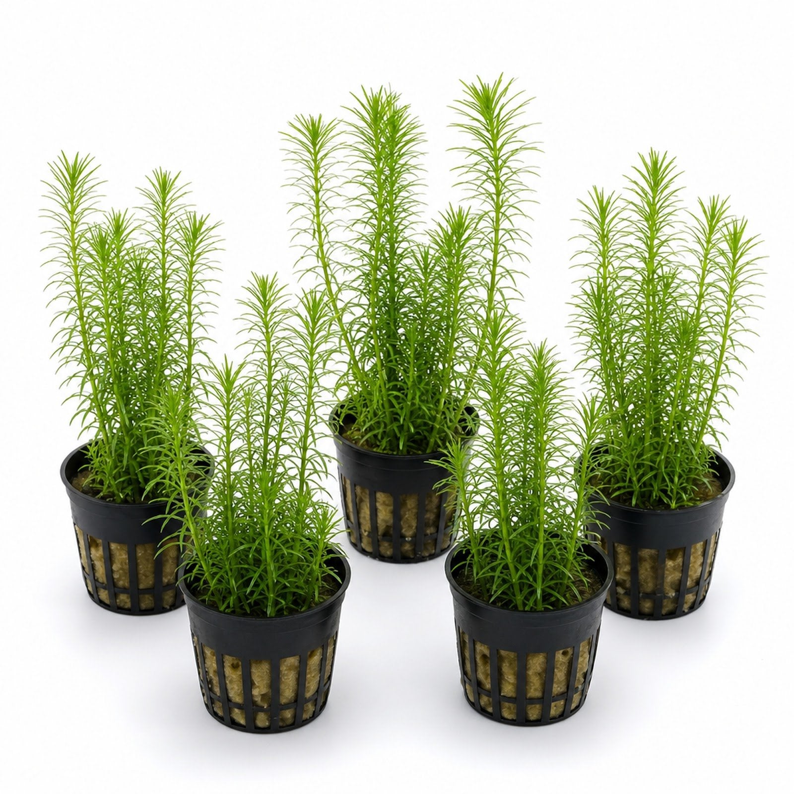 Limnophila Hippuridoides