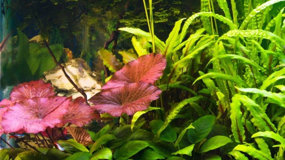 Red Tiger Lotus Lily Nymphaea