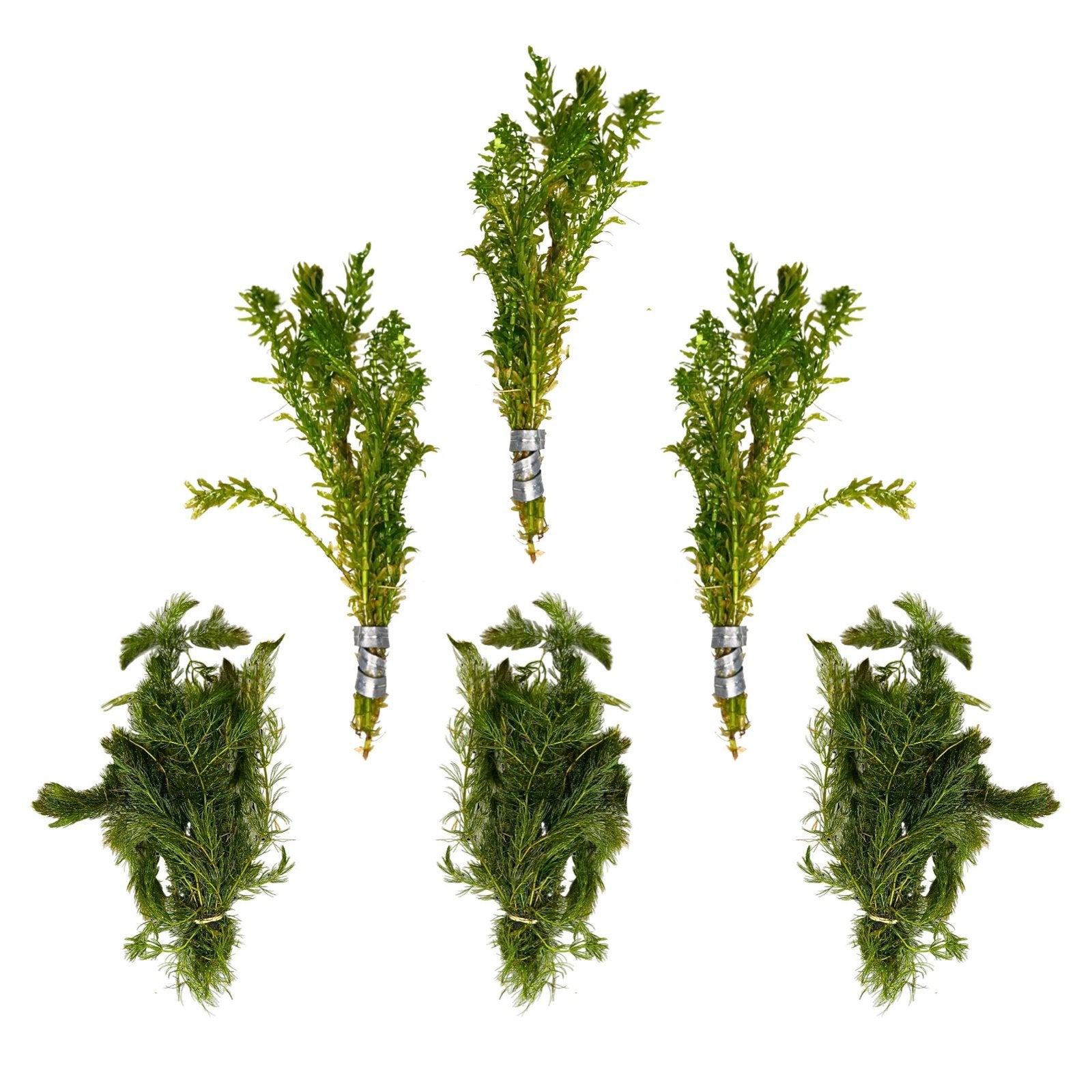 Anacharis and Hornwort Bundle Live Aquarium Plants