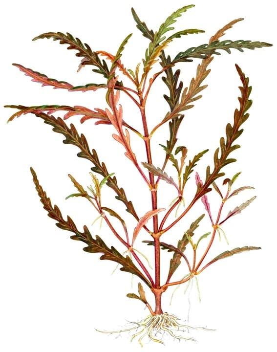 Low Light Aquarium Plant Bundle