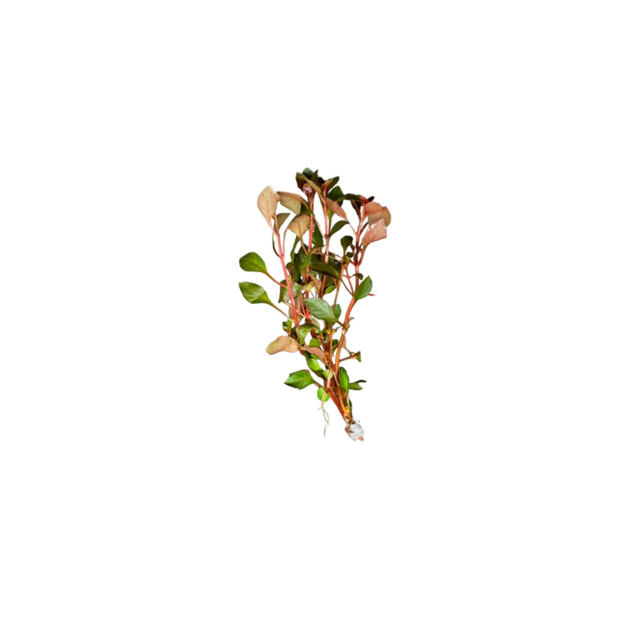 Ludwigia Repens Super Red Mini