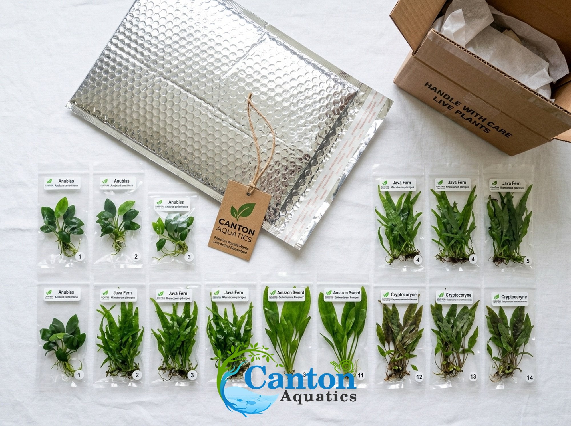 Live Aquarium Plants Essential Bundle - 4 Plants