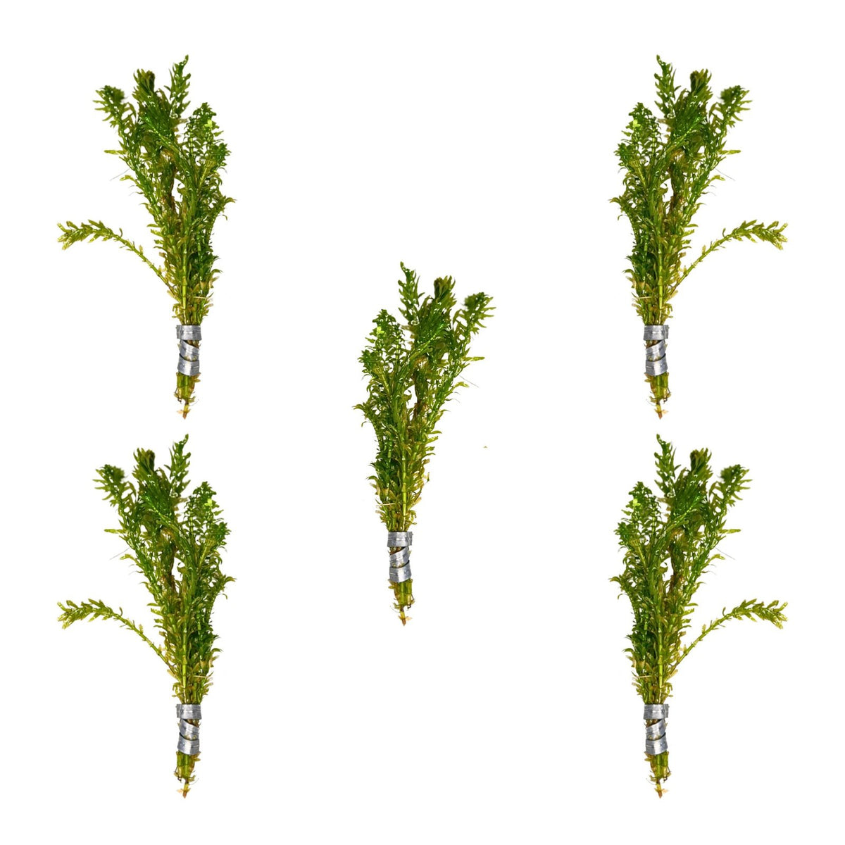 Anacharis and Hornwort Bundle Live Aquarium Plants