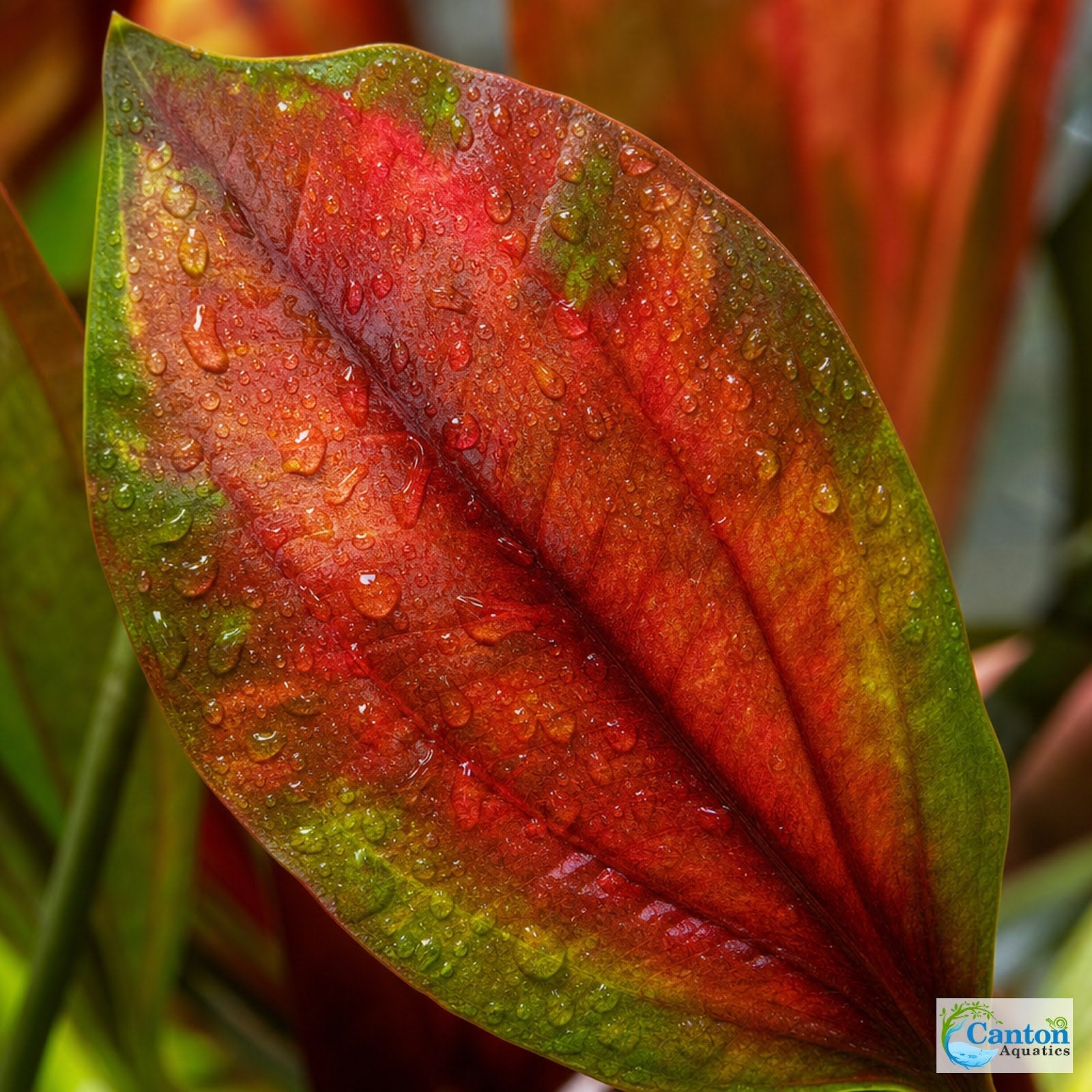 Amazon Sword Echinodorus Red Flame