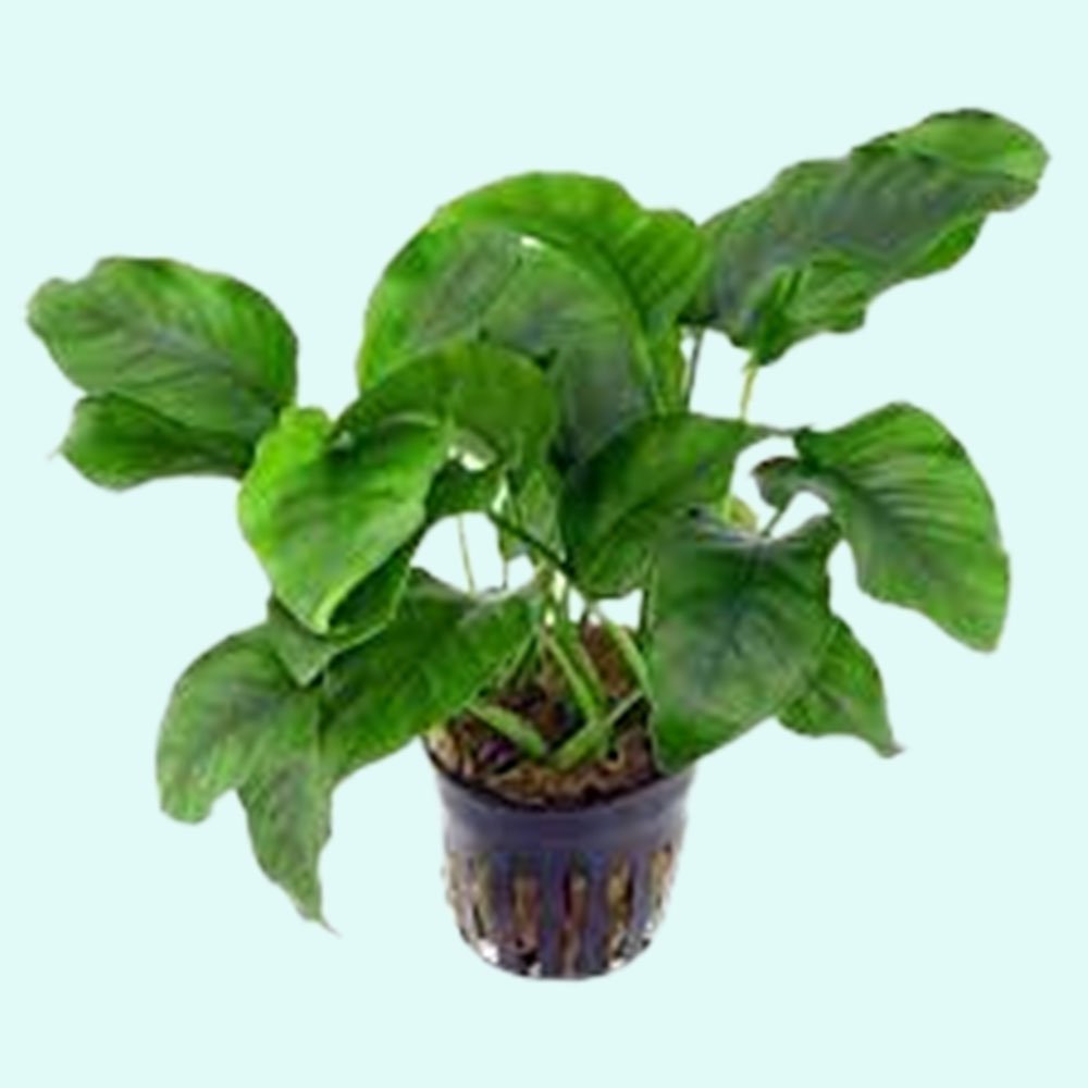 Anubias Barteri (Nana)