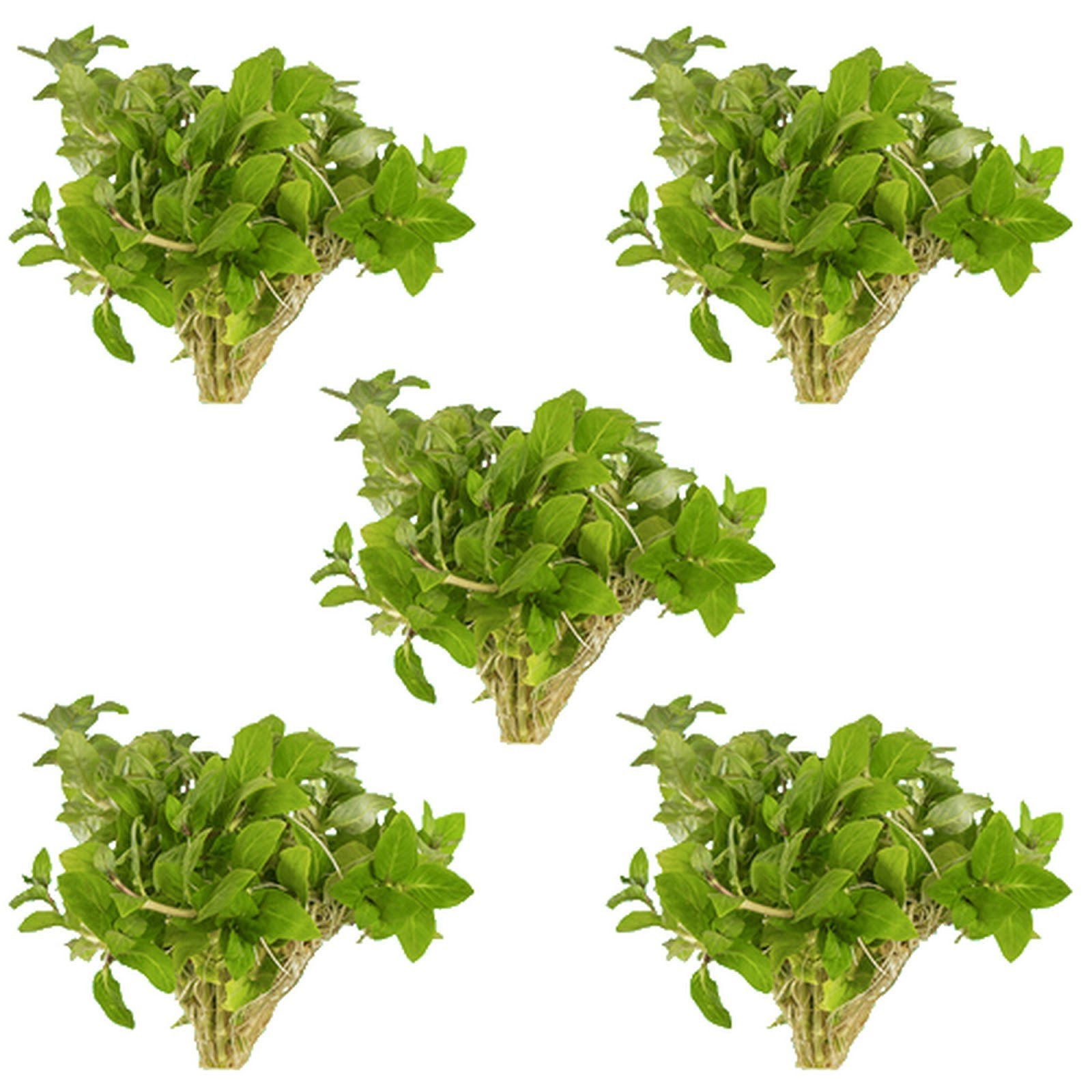 Staurogyne S Repens