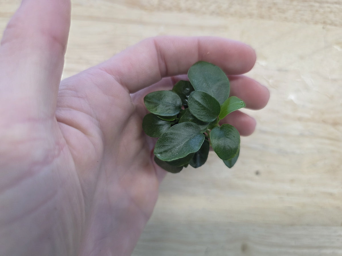 Anubias Barteri (Nana Petite)