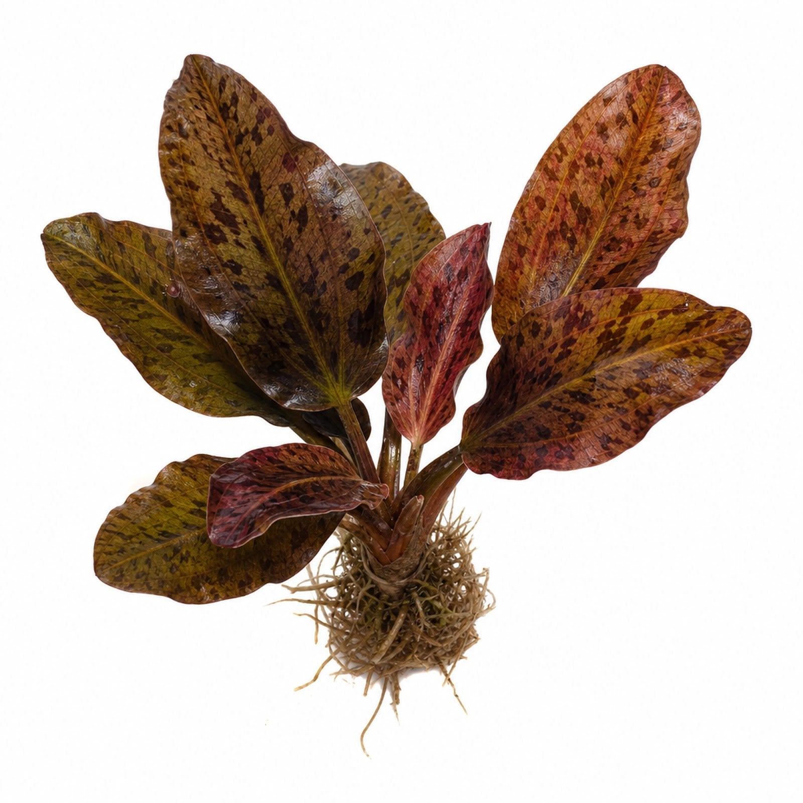 Amazon Sword Echinodorus Ozelot Red