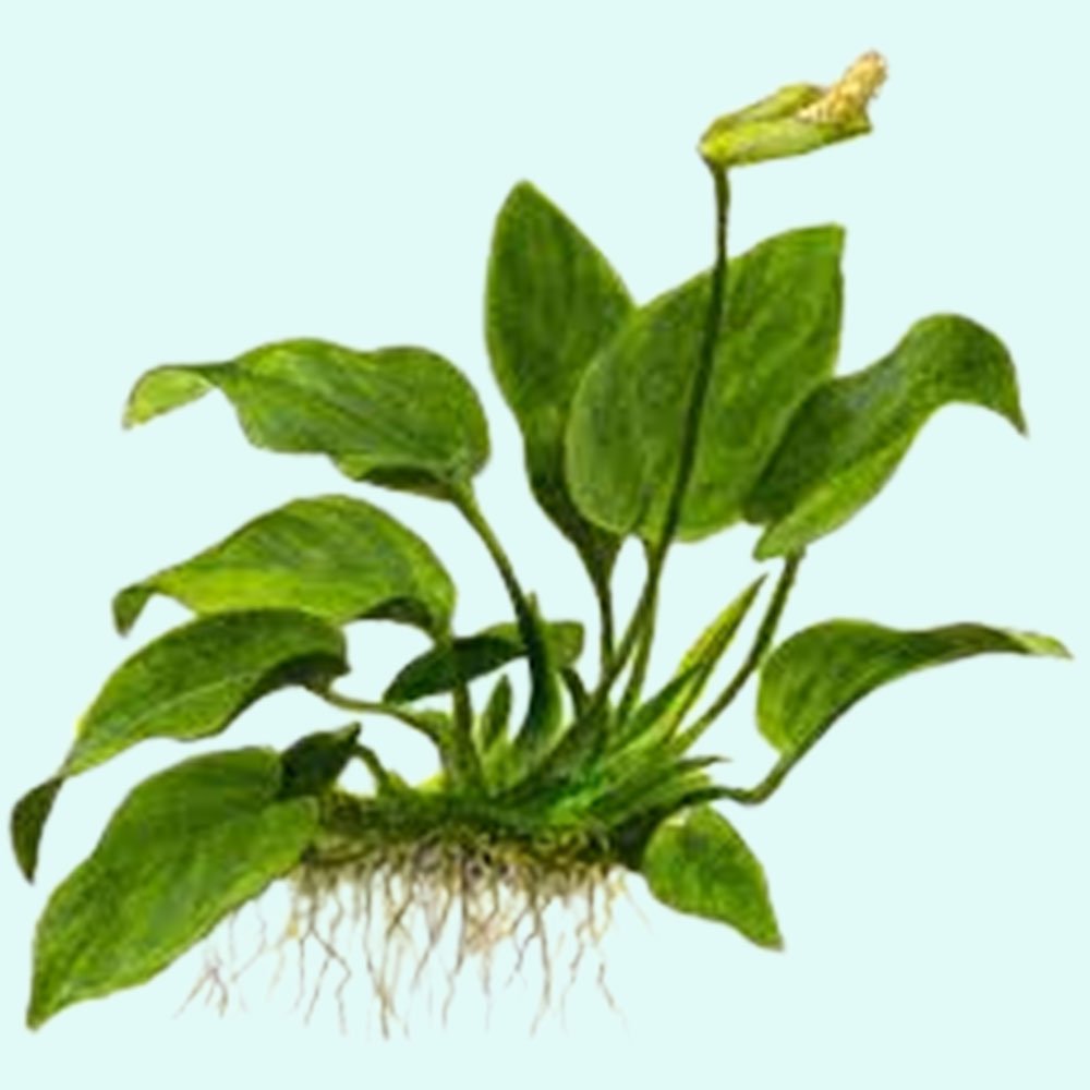 CANTON AQUATICS Anubias Barteri Nana Bare Root - Live Aquarium Plant - Low Maintenance Aquatic Greenery for Freshwater Tanks -Hardy & Easy to Grow - Natural Filtration in Low Light Condition - Large