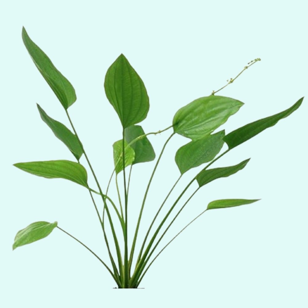 Amazon Sword Grandifolius Rangeri