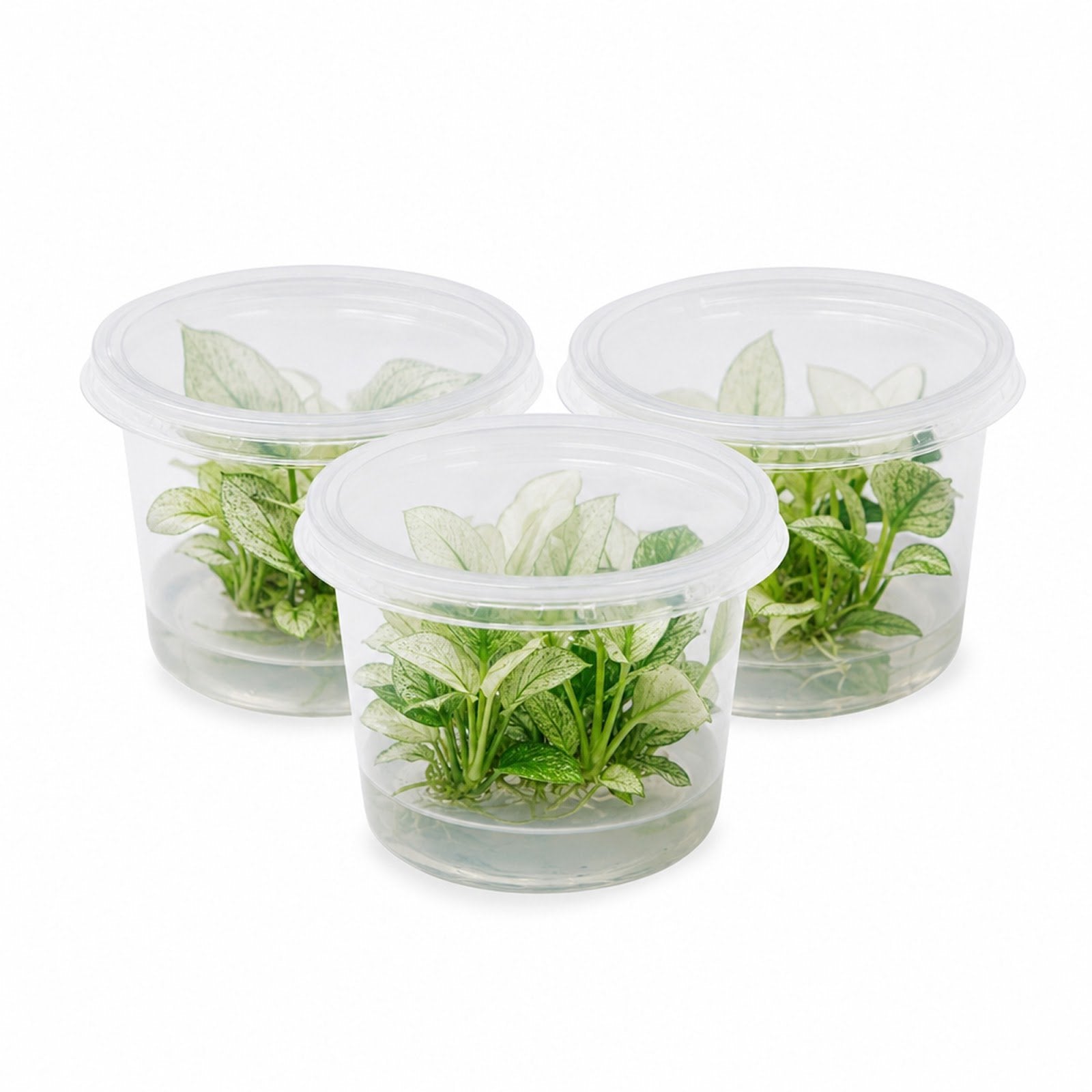 Anubias White Rose