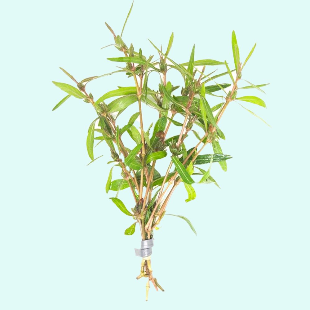 Cryptocoryne Crypt Balansae