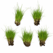 5 X Dwarf Hairgrass (Eleocharis Parvula)