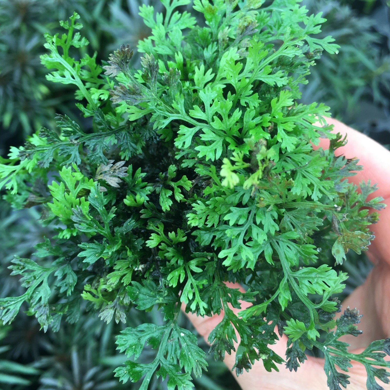 Bolbitis Heteroclita Difformis "Mini"