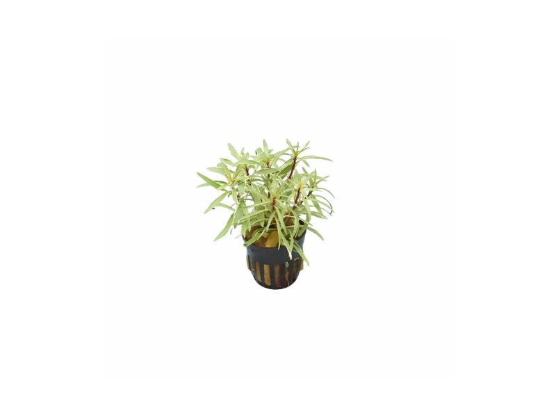 Ludwigia Inclinata "Verticillata White"