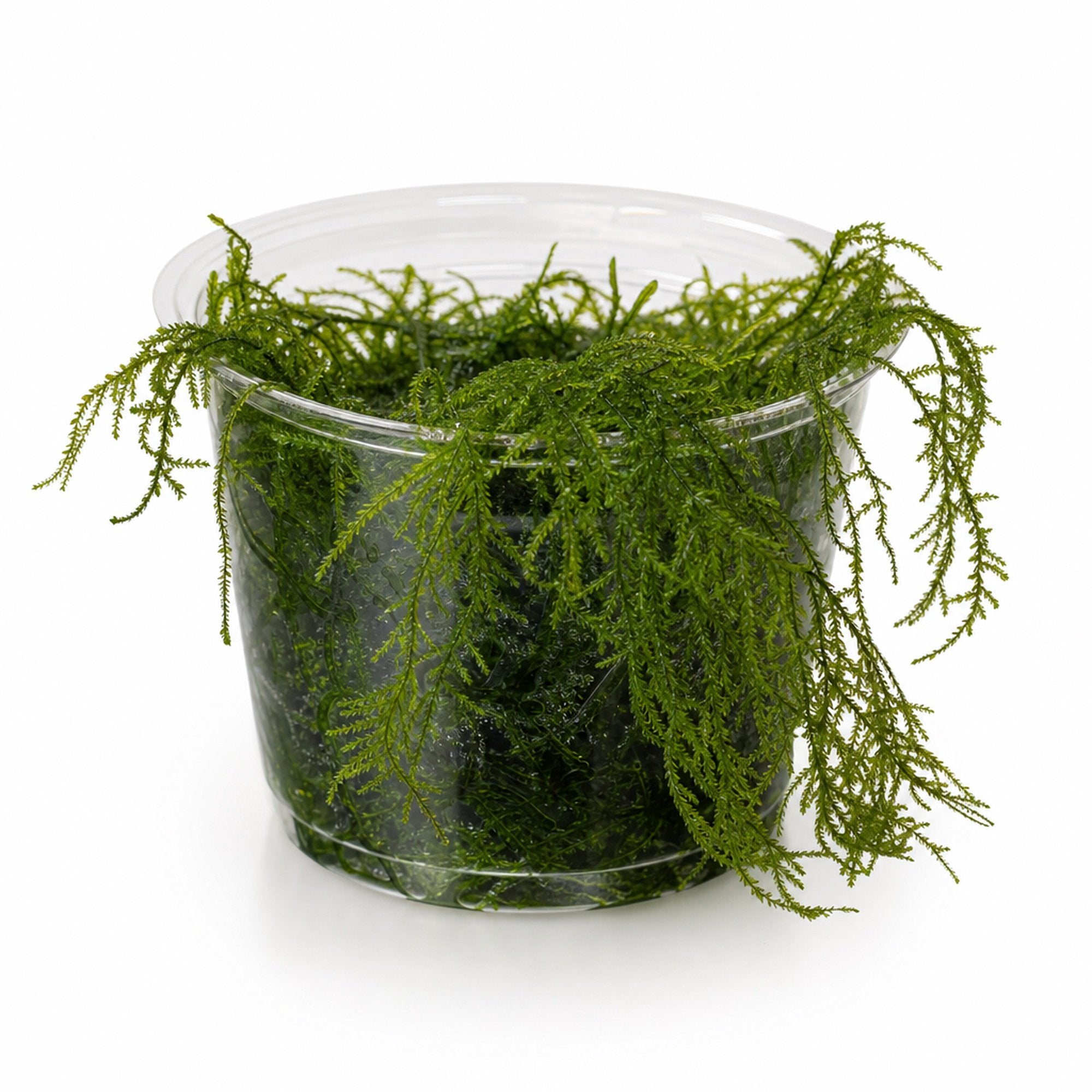 Willow Moss Fontinalis Antipyretica Portion