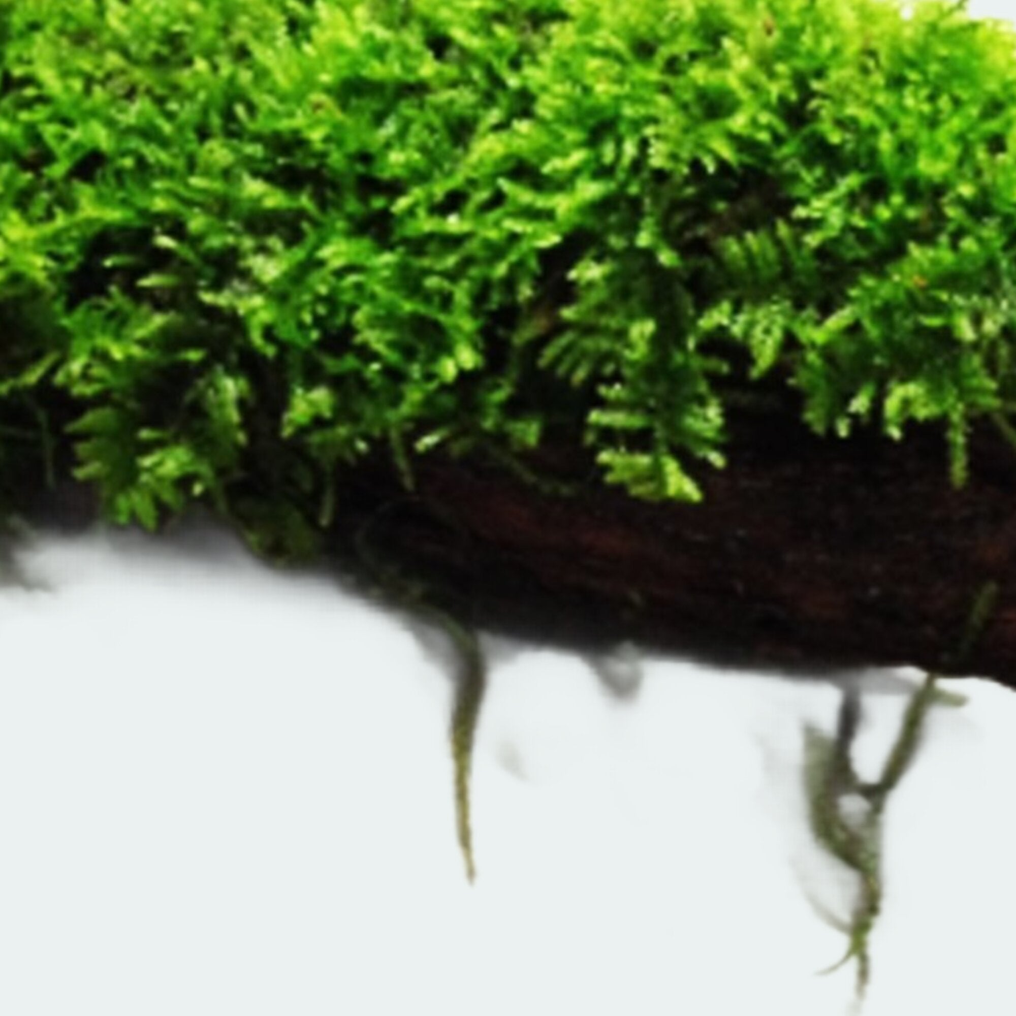 Moss On DriftWood
