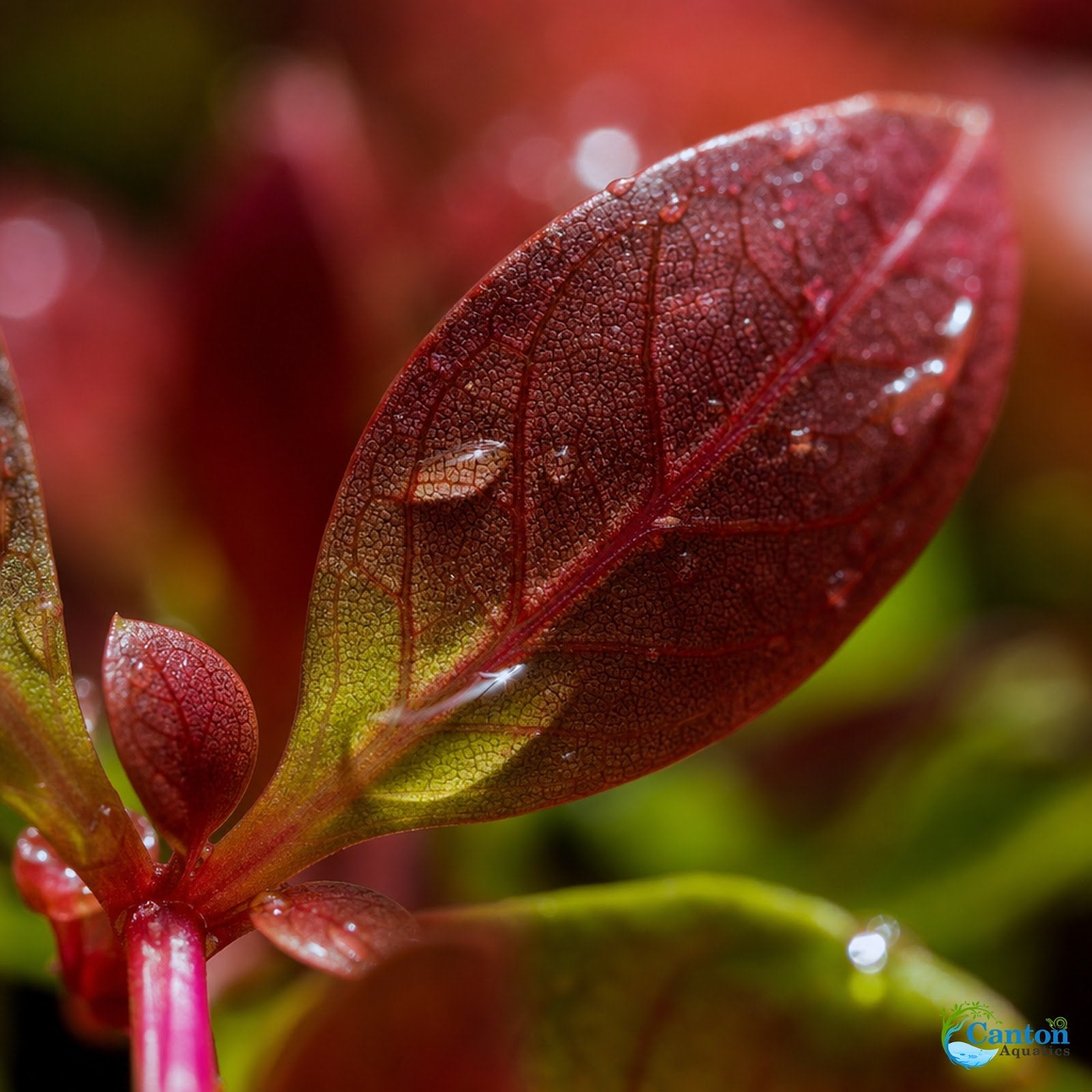 3 Pack Ludwigia Repens Dark Red