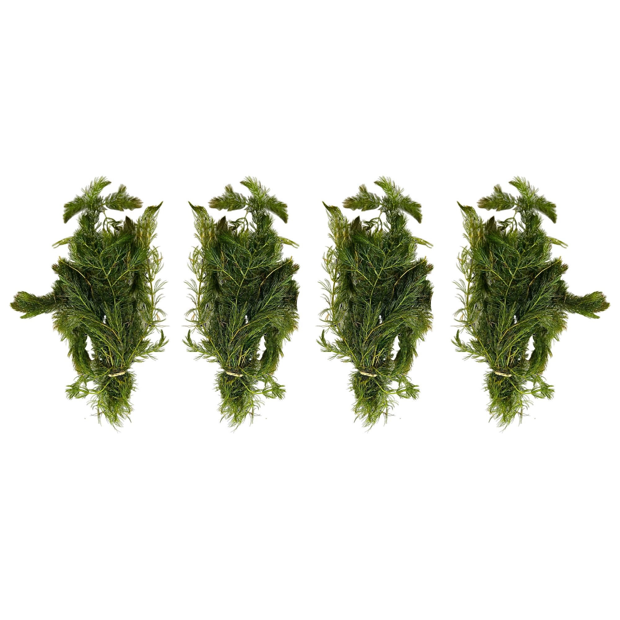 Anacharis and Hornwort Bundle