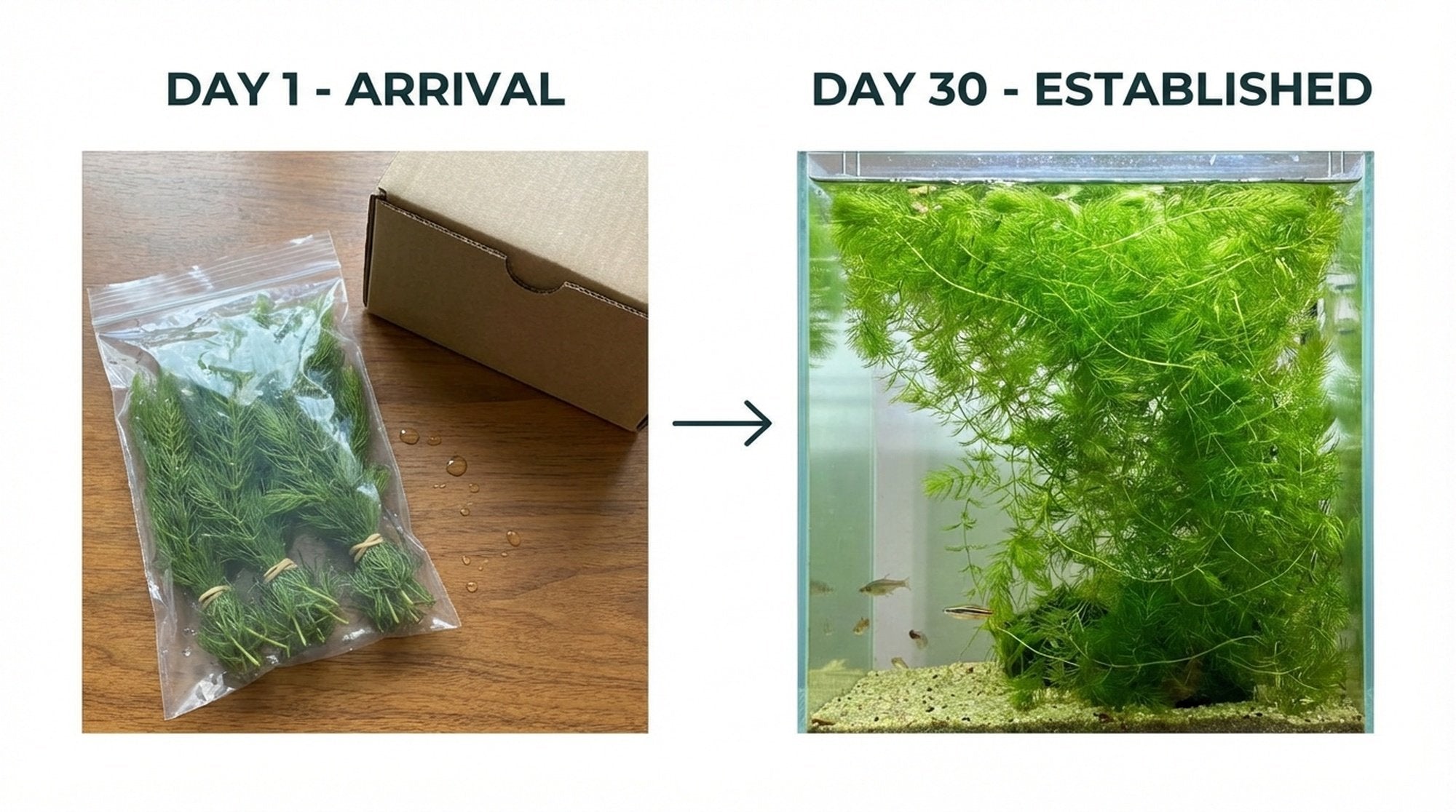 6 Hornwort Bunches