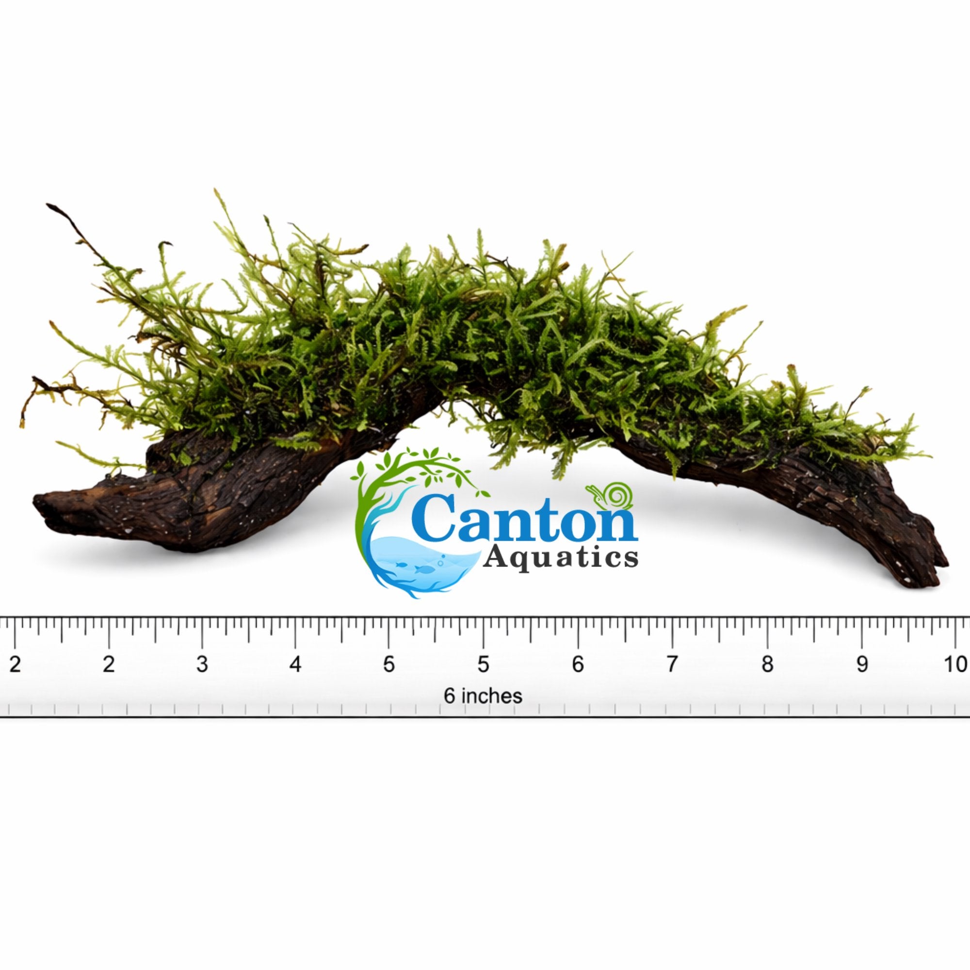 Moss On DriftWood