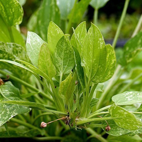 Marble Queen Sword Echinodorus Cordifolius