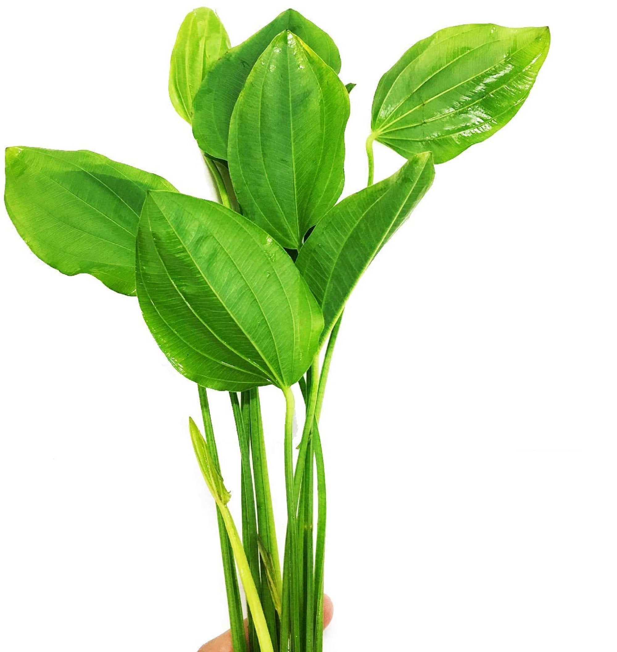 Grandifolius "Rangeri" Sword Argentinensis