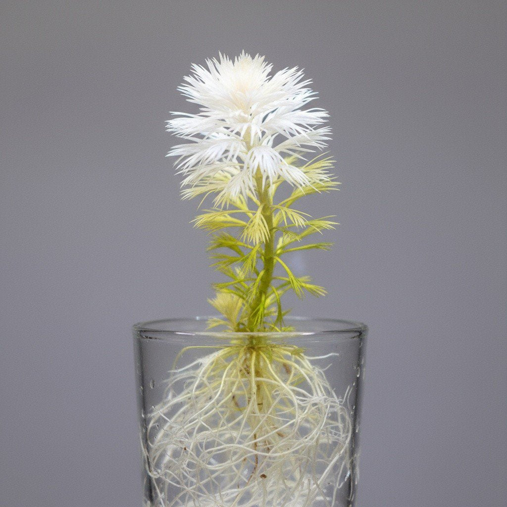 Ludwigia Inclinata "Verticillata White"