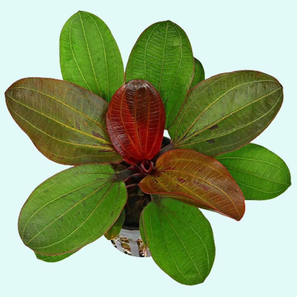 CANTON AQUATICS Live Aquarium Amazon Sword Echinodorus Red Pearl Plant - Natural Cleaning Filter for Water - Long Lasting & Easy to Maintain Aquatic Plants - Suitable for Winter & Summer - 2" Pot