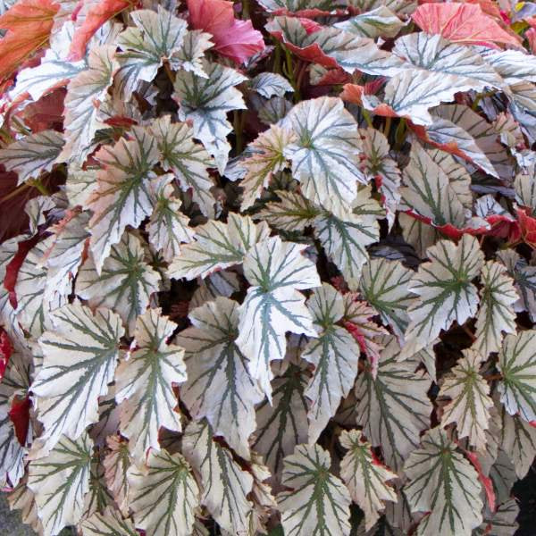 Angel Wing Begonia Assorted Starter Plant Bundle