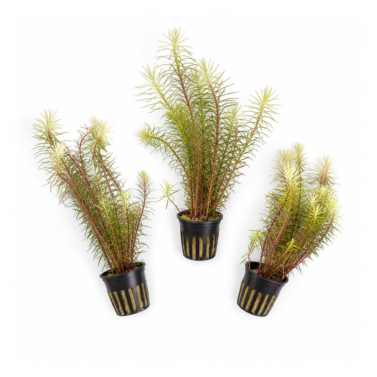 Ludwigia Inclinata "Verticillata White"