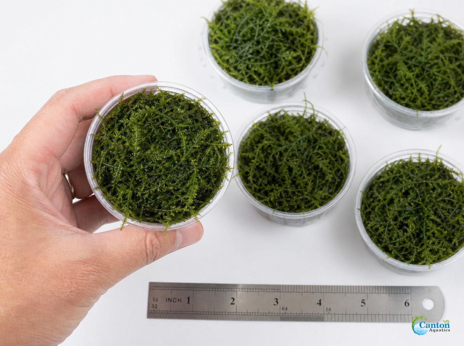 5 Java Moss Portions Taxiphyllum Barbieri