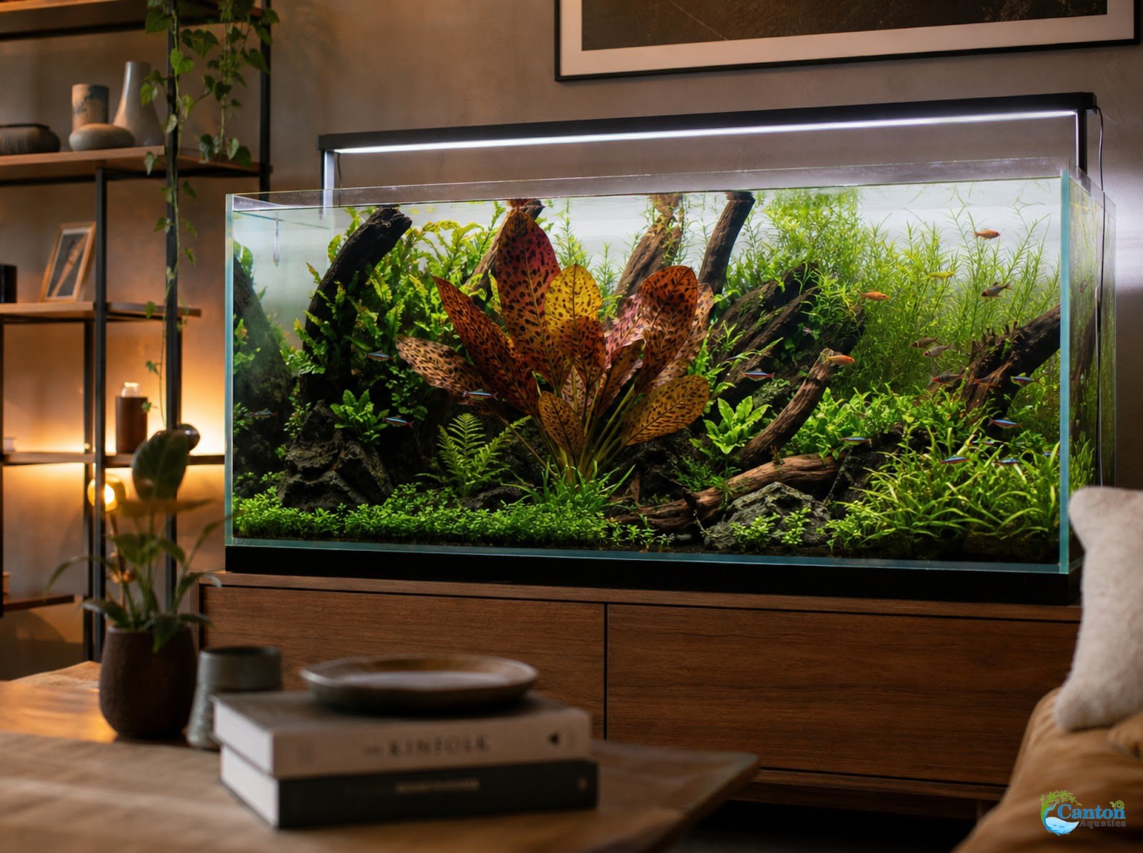 Amazon Sword Echinodorus Ozelot Red