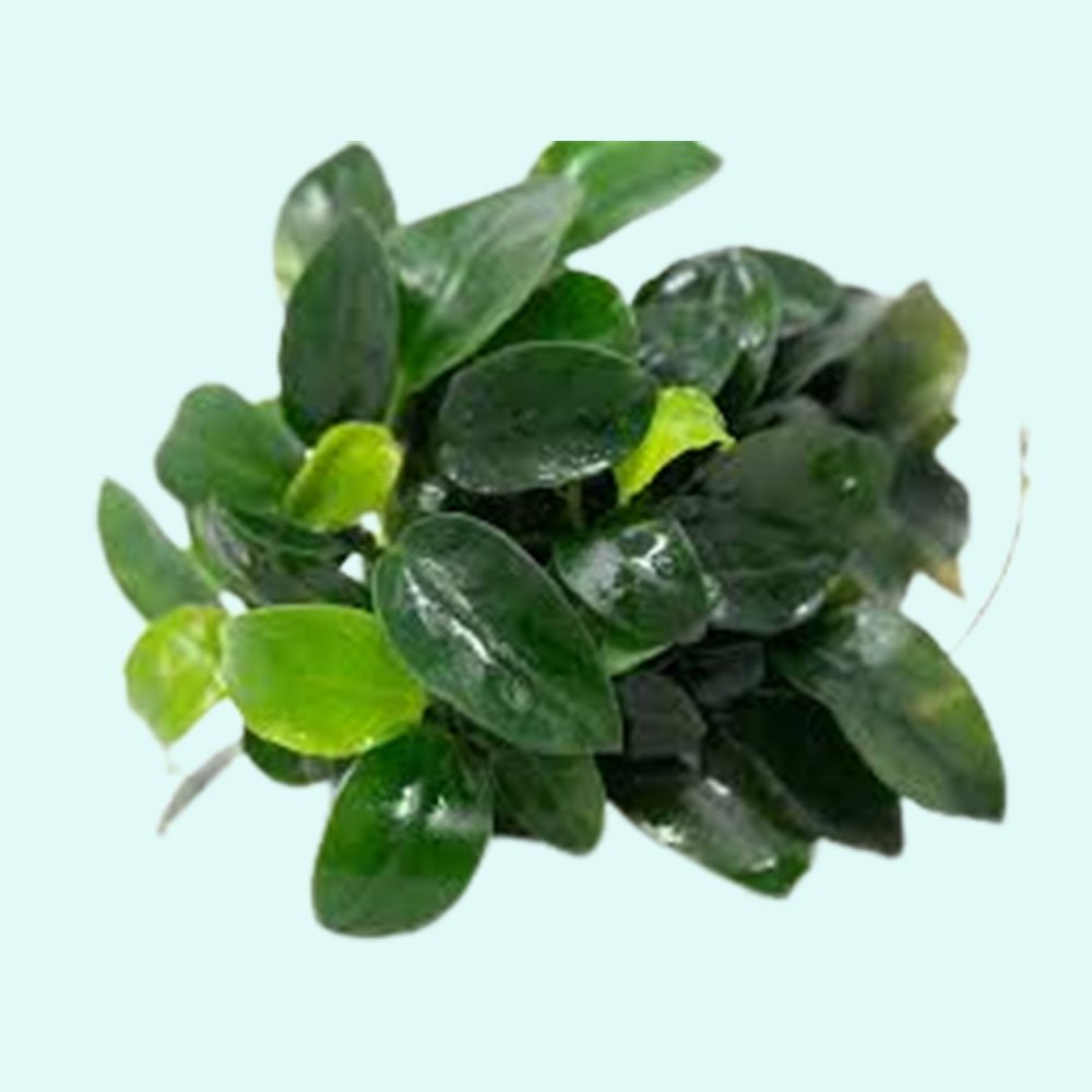 CANTON AQUATICS Anubias Barteri Nana Bare Root - Live Aquarium Plant - Low Maintenance Aquatic Greenery for Freshwater Tanks -Hardy & Easy to Grow - Natural Filtration in Low Light Condition - Large