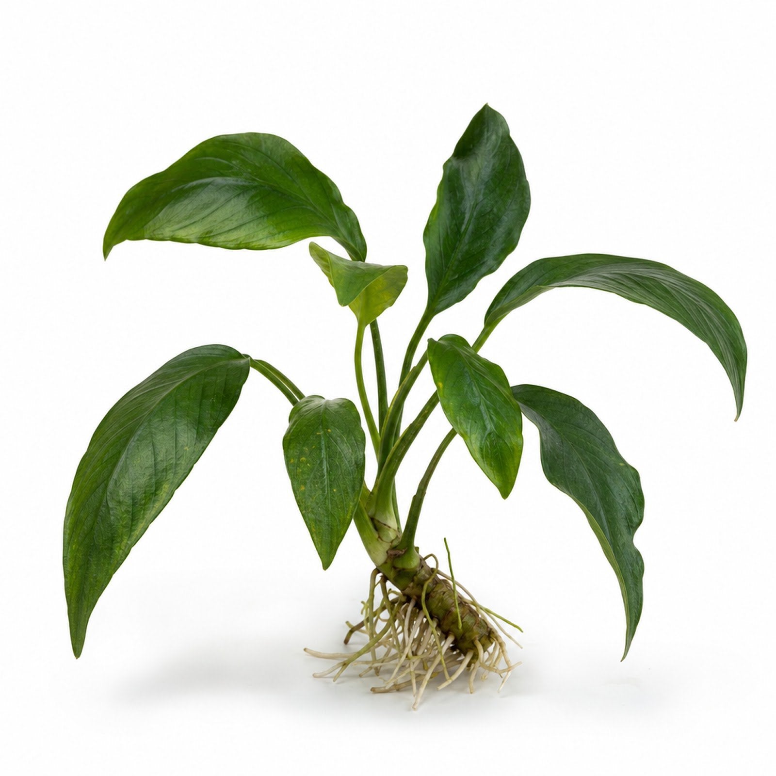 Anubias Frazeri